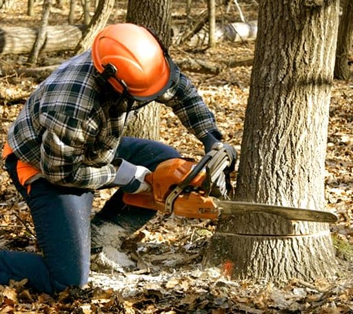 Tree Removal in Daleville, VA